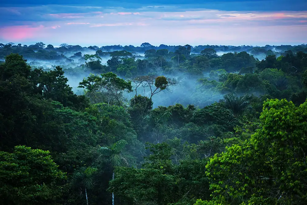 The Amazon Rainforest in Peru