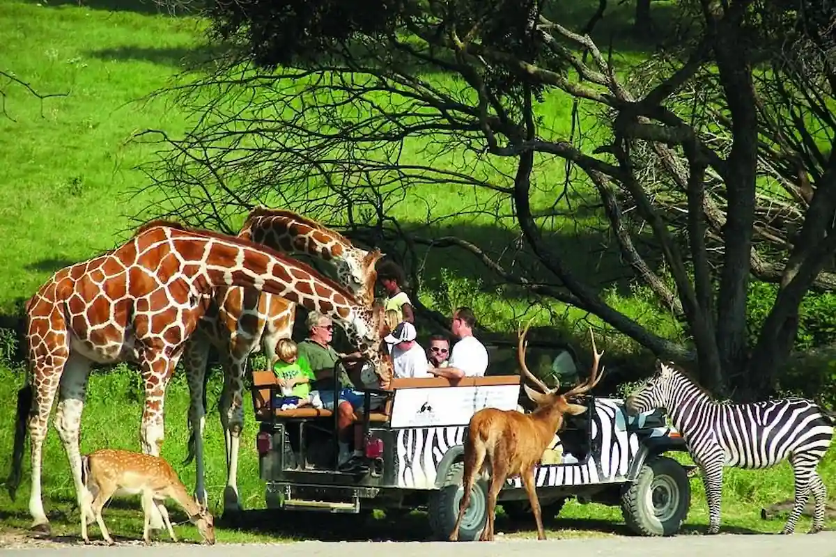 A group of people in an open safari vehicle observes and interacts with various animals, including giraffes, a zebra, and deer, in a lush green environment. The giraffes are leaning in towards the vehicle, and the deer are grazing nearby.
