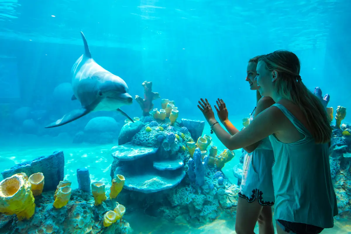 Two women are standing in front of a large aquarium tank, happily watching a dolphin swimming close to the glass. The background features vibrant corals and undersea decor, creating a lively and colorful underwater scene.
