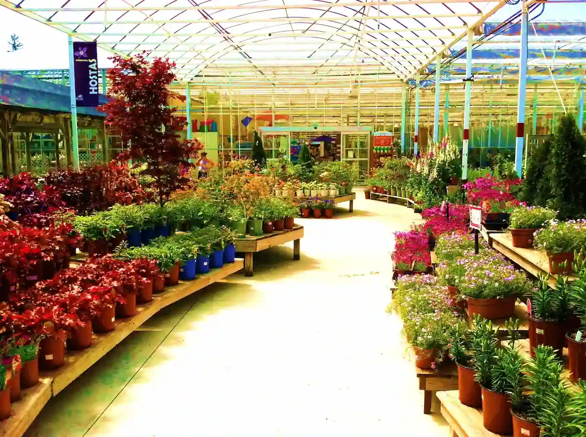 A brightly lit greenhouse filled with a variety of plants and flowers. Shelves are lined with potted plants in various sizes and colors. A sign above one of the shelves indicates that hostas are available. Customers can be seen browsing the aisles.