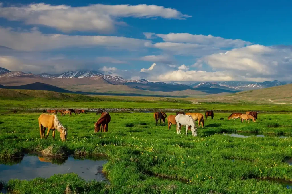 Deosai National Park