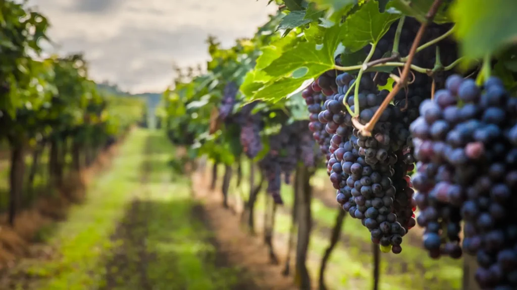 Vineyard Tour in the Florida